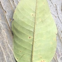 Anthoshorea stipularis (Thwaites) P.S.Ashton & J.Heck.